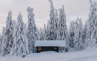 Картинка дом, зима, зимние, время года, сезоны, сезонные, лес, деревья, дерево, природа, снег, иней, изморозь, белый