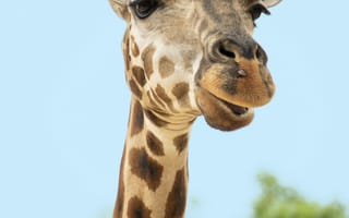 Картинка жираф, животные, животное, природа