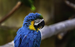Картинка ара, макао, попугай, птица, птицы, животное, животные, синий