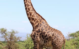 Картинка жираф, животные, животное, природа, дерево