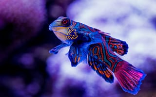 Картинка рыба, Мандаринка, подводный мир, подводный