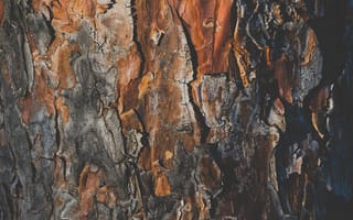 Картинка кора, деревянный, деревянная, текстурный, текстурные, текстура, текстуры