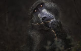 Картинка обезьяна, примат, животное, животные, природа