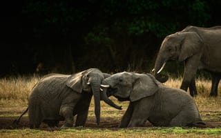 Картинка слон, животное, животные, природа, детеныш, маленький