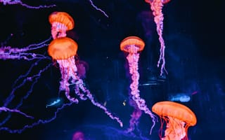 Картинка медуза, подводный мир, щупальца, глубоко, океан, море, вода, животное, подводный, темный, свечение