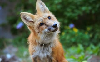 Картинка лиса, животное, животные, природа, детеныш, маленький