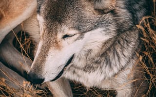 Картинка волк, дикий, хищник, животное, животные, природа