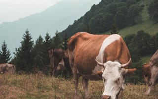 Картинка животные, природа, корова, рогатая, животное, гора, лес, деревья, лесной