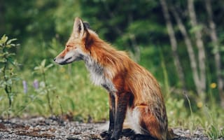 Картинка лиса, животное, животные, природа, лес, деревья, дерево