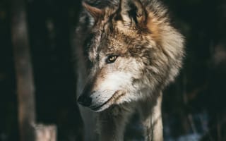 Картинка волк, дикий, хищник, животное, животные, природа, лес, деревья, дерево, снег, зима