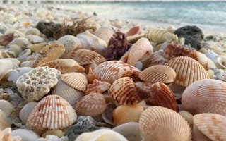 Картинка ракушка, раковина, коралл, макро, море, океан, вода, природа, пляж