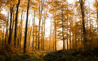Картинка лес, деревья, дерево, природа, осень, осенние, время года, сезоны, сезонные, пейзаж, желтый