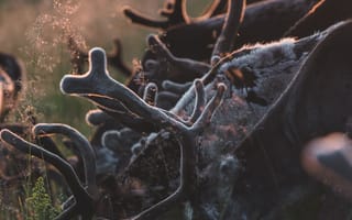 Картинка олень, животные, животное, природа, луг, вечер, закат, заход