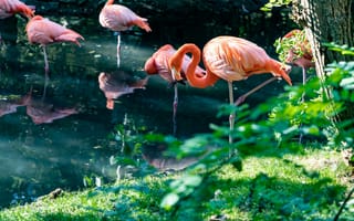 Картинка фламинго, птица, птицы, животное, животные, озеро, пруд, вода