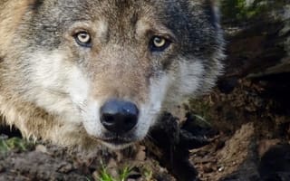 Картинка волк, дикий, хищник, животное, животные, природа