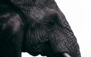 Картинка слон, животное, животные, природа