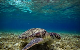 Картинка черепаха, подводный мир, подводный, море, океан, вода