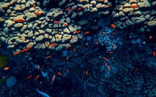 Картинка рыба, подводный мир, подводный, коралл, коралловый риф, экзотический, тропическая, стая, много
