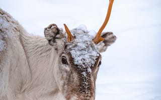 Картинка животные, животное, природа, олень, рог, рога, снег, белый, зима