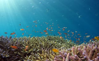 Картинка рыба, коралл, коралловый риф, экзотический, тропическая, подводный мир, подводный, свет, лучи, солнечный свет, лучи солнца