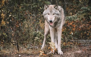 Картинка волк, дикий, хищник, животное, животные, природа, лес, деревья, дерево, осень