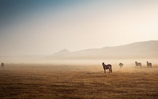 Картинка лошадь, конь, лошади, животные, поле, туман, дымка