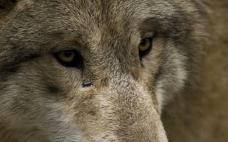 Картинка волк, дикий, хищник, животное, животные, природа