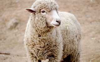 Картинка овца, ягненок, животные, животное, природа