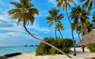 Картинка Мальдивы, лето, летние, берег, побережье, песок, песчаный, пляж, голубой, бирюзовый, дерево, пальма