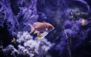 Картинка рыба, подводный мир, подводный