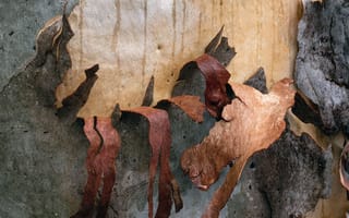 Картинка кора, текстурный, текстурные, текстура, текстуры