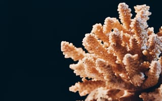 Картинка коралл, коралловый риф, экзотический, тропическая, подводный мир, подводный, море, океан, вода, макро, крупный план, amoled, амолед, черный