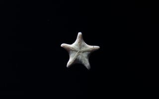 Картинка морская звезда, экзотическая, тропическая, рыба, подводный мир, подводный, amoled, амолед, черный