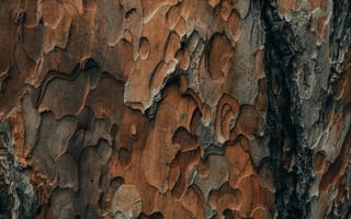 Картинка кора, деревянный, деревянная, текстурный, текстурные, текстура, текстуры
