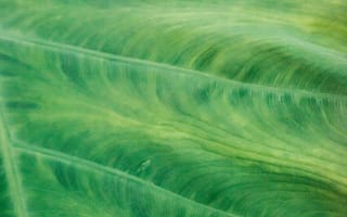 Картинка лист, растение, текстурный, текстурные, текстура, текстуры, макро, крупный план