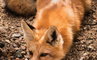 Картинка лиса, животное, животные, природа