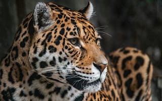 Картинка ягуар, дикие кошки, дикий, кошки, большие кошки, большая кошка, хищник, животные, леопард, барс, портрет