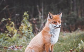 Картинка лиса, животное, животные, природа, лес, деревья, дерево, осень