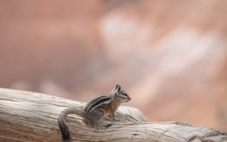 Картинка животные, животное, природа, бурундук, грызун, крошечный, маленький