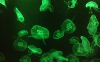 Картинка медуза, подводный мир, щупальца, глубоко, океан, море, вода, животное, подводный, свечение, amoled, амолед, черный
