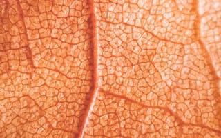 Картинка лист, растение, текстурный, текстурные, текстура, текстуры, осень, макро, крупный план