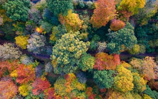 Картинка осень, осенние, время года, сезоны, сезонные, лес, деревья, дерево, лесной, природа, сверху, c воздуха