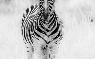 Картинка зебра, животные, животное, природа, черно-белый, черный, монохром, монохромный
