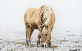 Картинка лошадь, конь, лошади, животные, поле, снег, зима