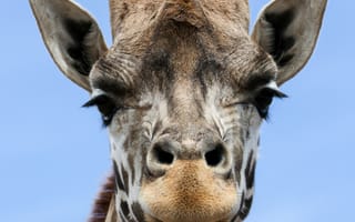 Картинка жираф, животные, животное, природа, морда, голова