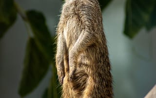 Картинка сурикат, мангуст, животное, животные, природа