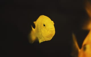 Картинка рыба, подводный мир, подводный, amoled, амолед, черный, желтый