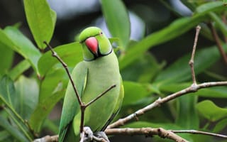 Картинка индийский кольчатый попугай, попугай, птица, птицы, животное, животные, ветка, зеленый