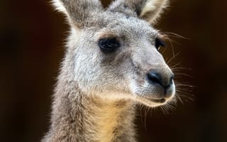 Картинка кенгуру, животные, животное, природа, морда, голова