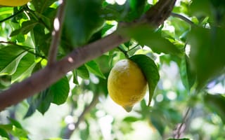 Картинка лимон, цитрус, фрукт, кислый, фрукты, ветка, лист, дерево